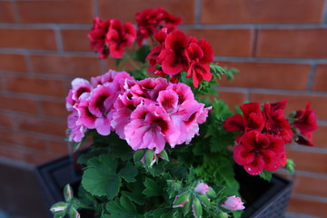 Geranium