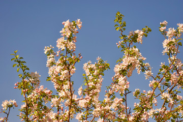 Branch blossom apple background over blue sky 