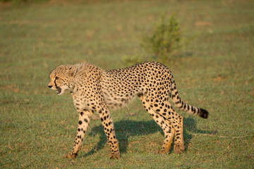 Gepard  (Acinonyx jubatus), Südafrika, Afrika