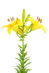Yellow lily flowers with buds isolated on a white background