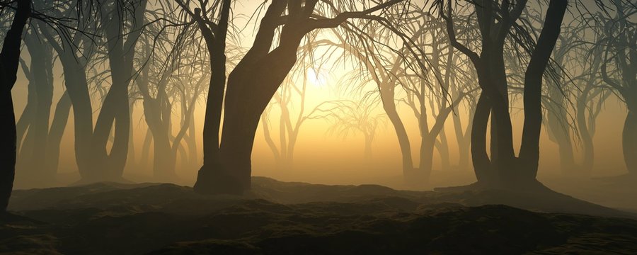 Fototapeta Trees in the fog. The smoke in the forest in the morning. A misty morning among the trees.  3D rendering  