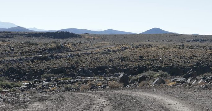 Goats walking through rocky dessert lands. Animals cross gravel road. Shrubs, grasses and Payun Liso Volcano at background. Neuquen, Patagonia, Argentina. Camera hand held.