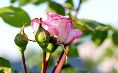 beautiful, delicate rose in the garden