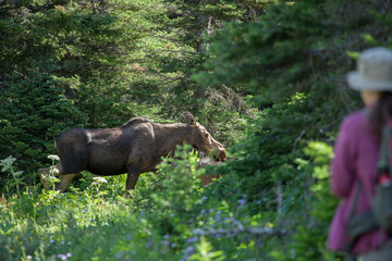 Hiker in wilderness meets moose 