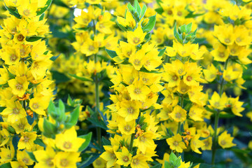 Beautiful yellow bells blooming in the garden.