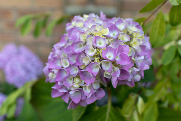 Pink and White Hydrangea