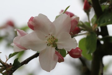 Obraz premium Kirschblüte