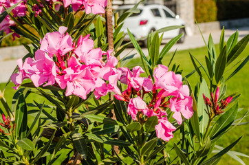 Pink flowers blooming oleander plants 