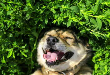 cute dog lying on lush green grass funny tongue hanging out and enjoying the weather and sunshine in spring