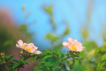 Rosa arkansana, the prairie rose or wild prairie rose