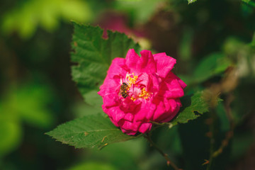 bee pollinating pink rose flower