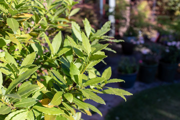 Bay Tree in Garden With a Little Copy Space on Right