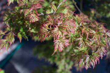 Acer Palmatum: "Beni Maiko" Closeup