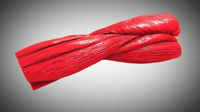 Human arm bone muscle anatomy cross-section