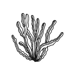 algae leaves. simple sketch vector isolated