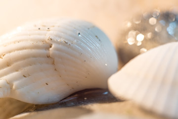 sea shell sun snail