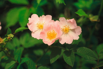 Rosa arkansana, the prairie rose or wild prairie rose