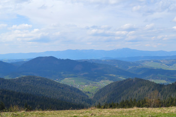Fototapeta na wymiar Carpathians forest in May