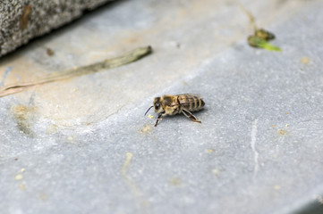 Eine Honigbiene auf grauem Blech