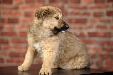 cute brown puppy on a brick wall background