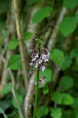 orchis pourpre 