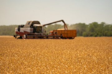 Obraz premium Combine harvester for harvesting wheat. 