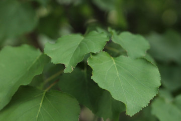 Naturaleza y Objetos Rurales