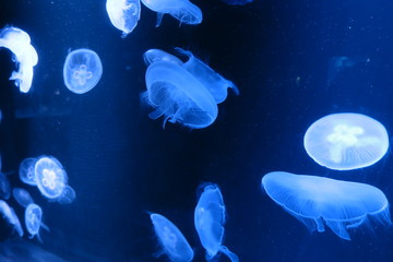 Naklejka na ściany i meble Jellyfish