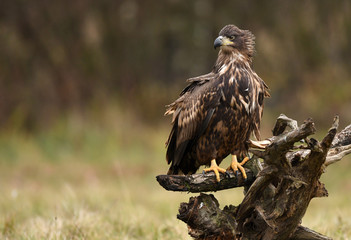White tailed eagle (Haliaeetus albicilla)