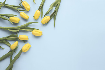 Obraz na płótnie Canvas Flat lay spring flowers. Yellow tulip flowers on blue background. Top view. Minimal floral mock up concept. Add your text.