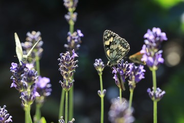 Lavendel