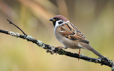 Tree sparrow (Passer montanus)