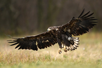 White tailed eagle (Haliaeetus albicilla)