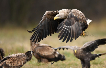 White tailed eagle (Haliaeetus albicilla)