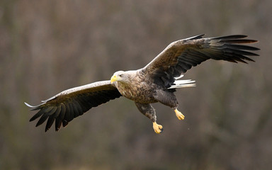 White tailed eagle (Haliaeetus albicilla)