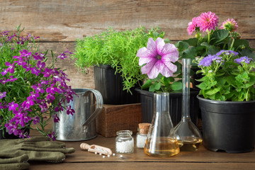 Seedling of garden plants and flowers, watering can and homeopathic remedies for plants.