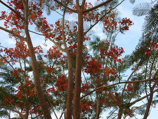 The view from below of Royal Poinciana, Flamboyant, Delonix Regia. It grown tropical parts of world as a ornamental tree. It also known as Flame tree. Top stem with flowers.