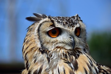 Horned owl