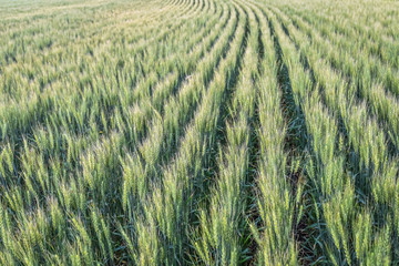 Wheat growing in rows