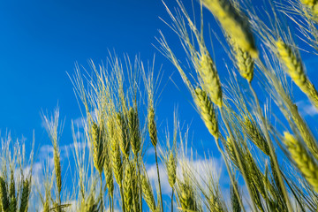 Obraz premium Wheat reaching towards the sky
