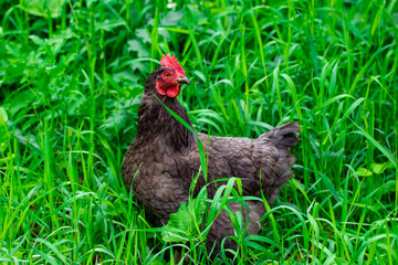  hen and green grass - free range chicken - one