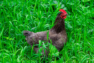  hen and green grass - free range chicken - one