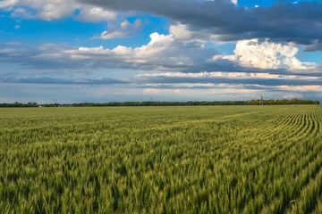 North Dakota unrippened wheat field