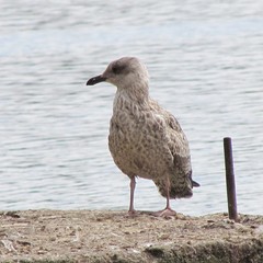 seagull