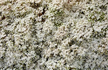 A bright white carpet of stone adorns the garden during flowering in summer.