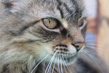 Focinho de gato pardo