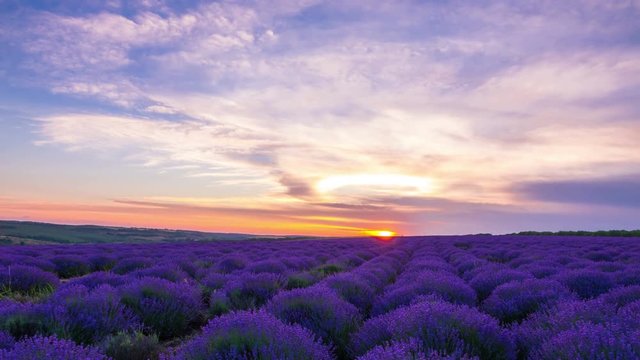Time Lapse Of Sunset Over A Field Of Lavender.