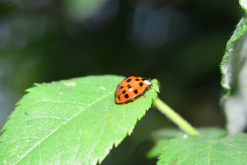 Marienkäfer auf grünem Blatt in der Natur