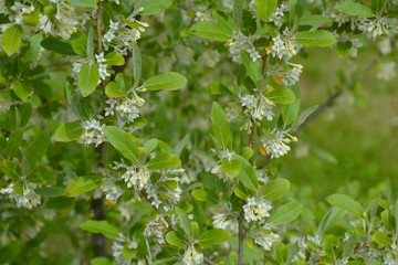 Elaeagnus umbellata in bloom