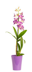 Purple orchid in a purple pot